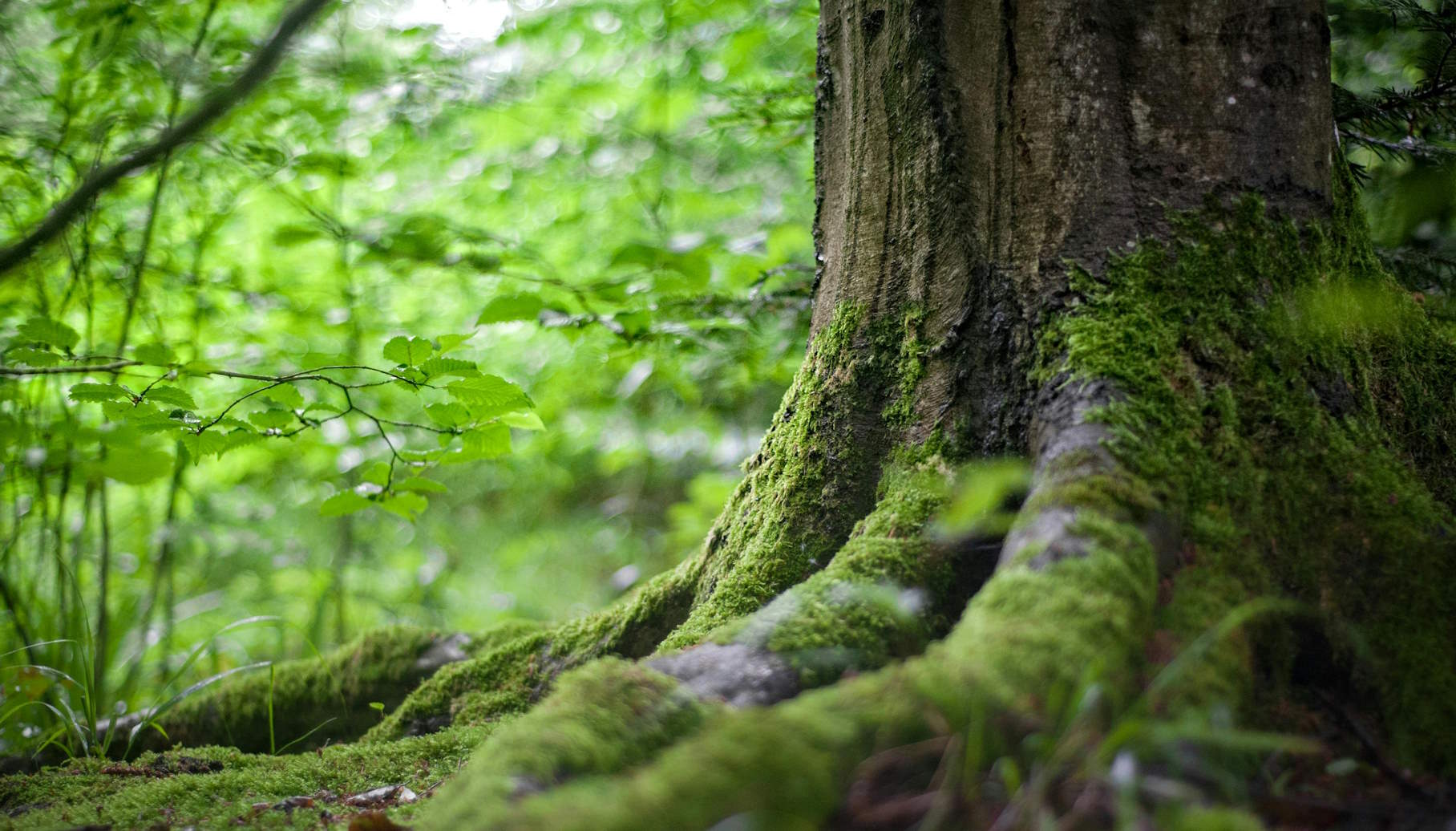 Alberi